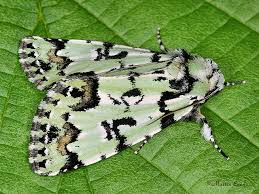 Attēlu rezultāti vaicājumam “Moma alpium”