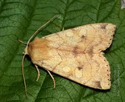 Attēlu rezultāti vaicājumam “Enargia paleacea”