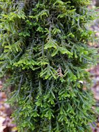 Attēlu rezultāti vaicājumam “Porella platyphylla”