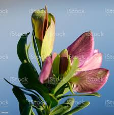 Attēlu rezultāti vaicājumam “Lathyrus tuberosus bud”