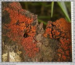 Attēlu rezultāti vaicājumam “Nectria peziza”