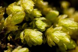 Attēlu rezultāti vaicājumam “Aulacomnium”