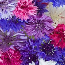 Image result for Centaurea cyanus