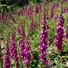 Attēlu rezultāti vaicājumam “Digitalis purpurea flower”