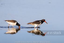 Attēlu rezultāti vaicājumam “Haematopus ostralegus adult”