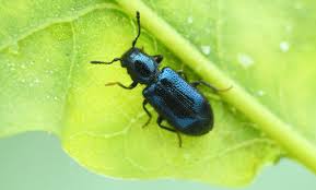 Attēlu rezultāti vaicājumam “Korynetes caeruleus”