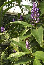 Attēlu rezultāti vaicājumam “Commelinaceae”