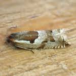 Attēlu rezultāti vaicājumam “Ancylis myrtillana”