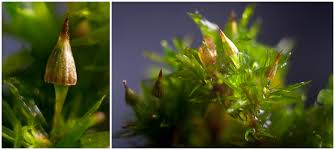 Attēlu rezultāti vaicājumam “Orthotrichum patens”