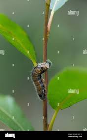 Attēlu rezultāti vaicājumam “Clostera pigra”