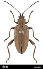 Attēlu rezultāti vaicājumam “Donacia clavipes”