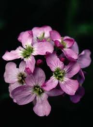 Attēlu rezultāti vaicājumam “Cardamine pratensis”