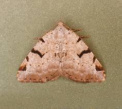 Attēlu rezultāti vaicājumam “Macaria wauaria”