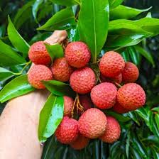 Image result for Litchi chinensis