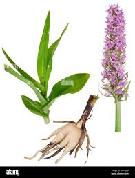 Attēlu rezultāti vaicājumam “Dactylorhiza fuchsii bud”