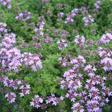 Attēlu rezultāti vaicājumam “Thymus serpyllum”