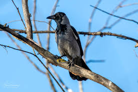 Attēlu rezultāti vaicājumam “Corvus cornix juvenile”