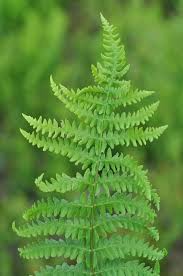 Attēlu rezultāti vaicājumam “Thelypteris palustris”