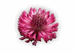 Attēlu rezultāti vaicājumam “Trifolium alpestre flower”