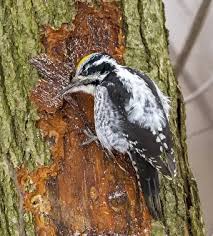 Attēlu rezultāti vaicājumam “Picoides tridactylus adult”