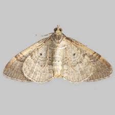 Attēlu rezultāti vaicājumam “Xanthorhoe designata”