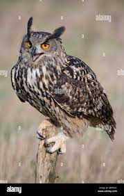 Attēlu rezultāti vaicājumam “Bubo bubo adult”