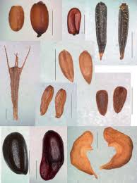 Attēlu rezultāti vaicājumam “Alisma plantago-aquatica fruit”