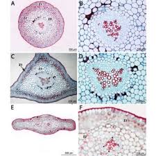 Attēlu rezultāti vaicājumam “Oligonema affine spores”