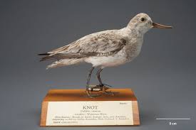 Attēlu rezultāti vaicājumam “Calidris canutus”