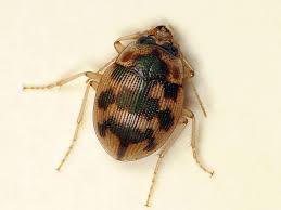 Attēlu rezultāti vaicājumam “Omophron limbatum”