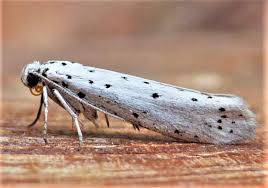 Attēlu rezultāti vaicājumam “Yponomeuta malinellus / cagnagella”