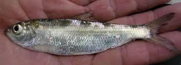 Image result for Alosa pseudoharengus