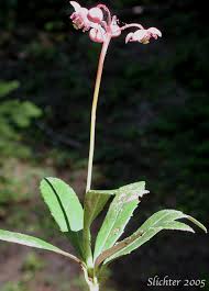 Attēlu rezultāti vaicājumam “Chimaphila umbellata flower”