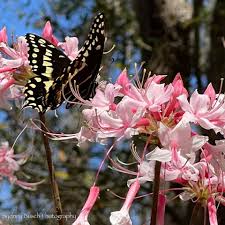 Attēlu rezultāti vaicājumam “Rhododendron periclymenoides flower”