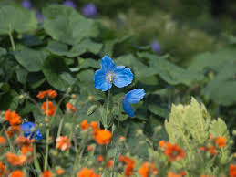 Image result for Scheinmohn blau