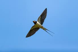 Attēlu rezultāti vaicājumam “Hirundo rustica”
