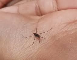 Attēlu rezultāti vaicājumam “Gerridae imago”