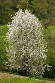 Attēlu rezultāti vaicājumam “Prunus avium flower”