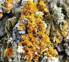 Attēlu rezultāti vaicājumam “Xanthoria fulva”