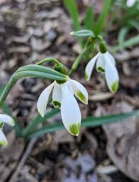 Attēlu rezultāti vaicājumam “Galanthus nivalis fruit”