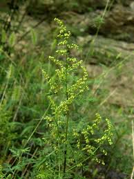 Image result for Artemisia annua