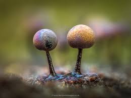 Attēlu rezultāti vaicājumam “Diderma floriforme stalked”