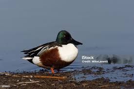 Attēlu rezultāti vaicājumam “Anas clypeata male”