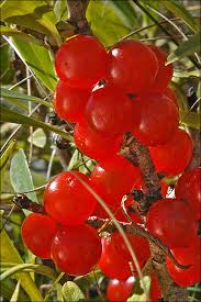 Attēlu rezultāti vaicājumam “Daphne mezereum”