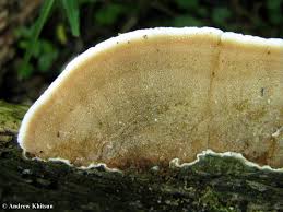 Attēlu rezultāti vaicājumam “Gloeoporus dichrous”