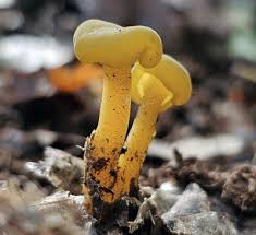 Attēlu rezultāti vaicājumam “Leotia lubrica”