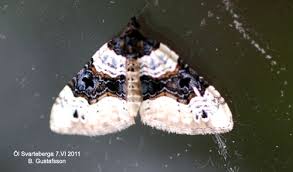 Attēlu rezultāti vaicājumam “Cosmorhoe ocellata”