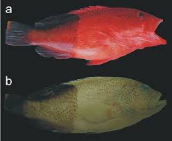 Image result for Cephalopholis fulva