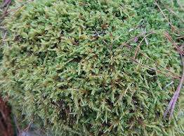 Attēlu rezultāti vaicājumam “Hypnum cupressiforme”