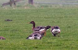 Image result for Anser fabalis